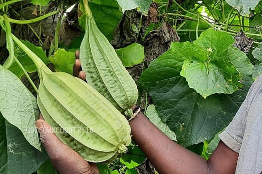 Fresh Cluster Ridge Gourd: Nutritious and Versatile Indian Vegetable| OGOC