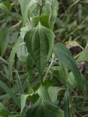 Dried Jack in the Bush Leaves - Natural Botanical for Herbal Infusions, Tea, and Culinary Delights| OGOC