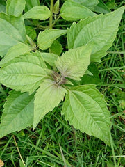 Dried Jack in the Bush Leaves - Natural Botanical for Herbal Infusions, Tea, and Culinary Delights| OGOC