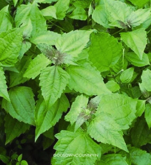 Dried Jack in the Bush Leaves - Natural Botanical for Herbal Infusions, Tea, and Culinary Delights| OGOC