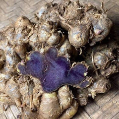 Fresh Organic Black Ginger: Exquisite Flavor and Aroma, exotic spice, floral taste to dishes| OGOC