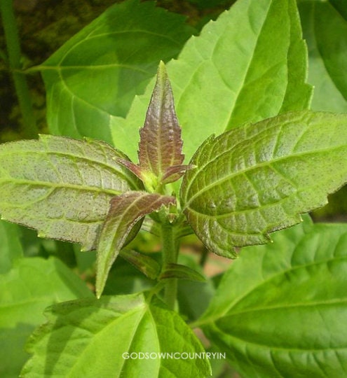 Dried Jack in the Bush Leaves - Natural Botanical for Herbal Infusions, Tea, and Culinary Delights| OGOC