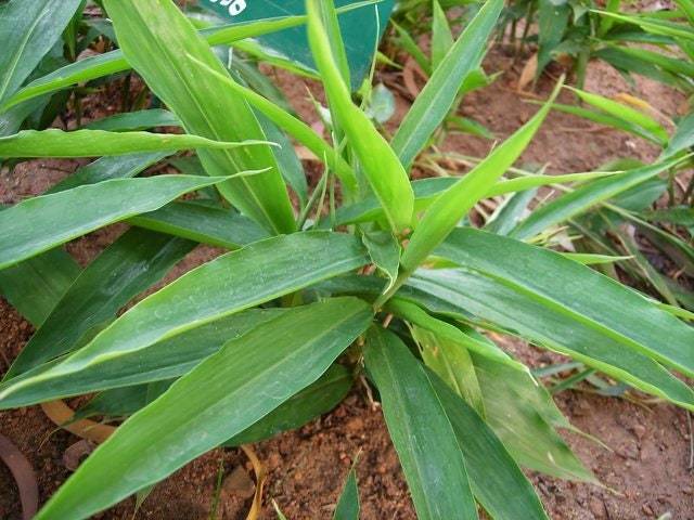 CHITTARATTA \ Alpinia Galanga \ Siamese ginger Lesser Galangal Roots - Kulanjan/Chitharathai |  Use Authentic and Natural RAW herb.| OGOC