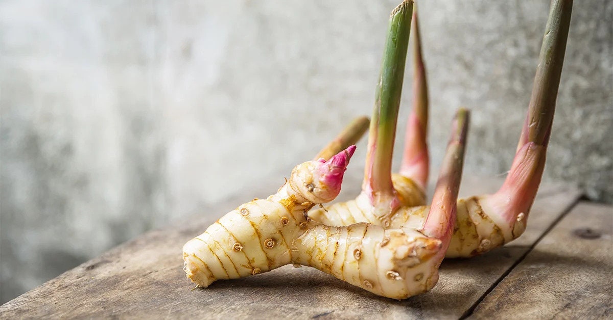 CHITTARATTA \ Alpinia Galanga \ Siamese ginger Lesser Galangal Roots - Kulanjan/Chitharathai |  Use Authentic and Natural RAW herb.| OGOC