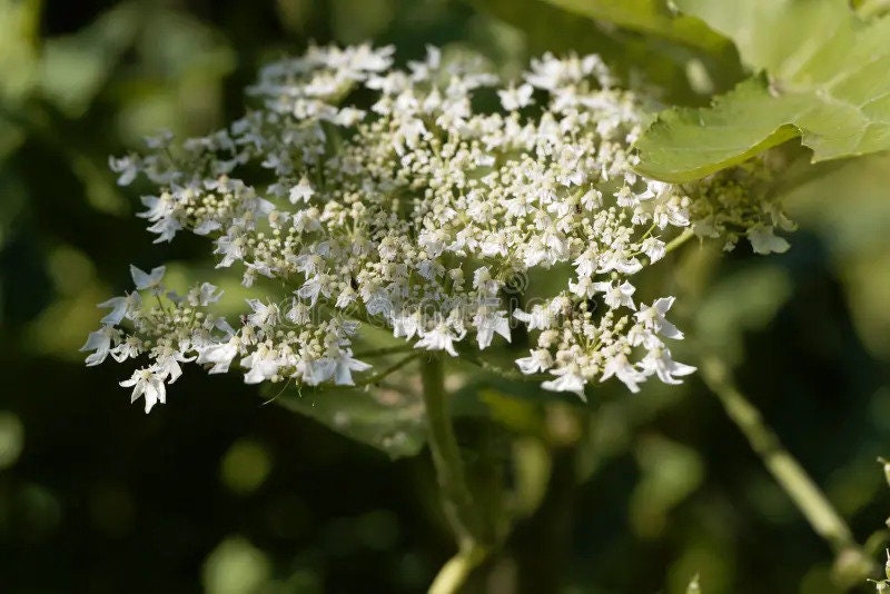 Dried Heracleum rigens Flowers - Chittelam dried flower | Herbal Use Only, Authentic and Natural"| OGOC