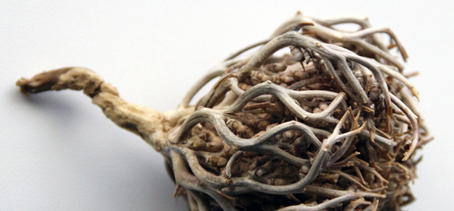 Rose of Jericho | Mariyam flower | Jericho Rose Resurrection Flower Jericho | Chajarat Mariyam Organic RAW Anastatic,Pregnancy.