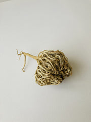 Rose of Jericho | Mariyam flower | Jericho Rose Resurrection Flower Jericho | Chajarat Mariyam Organic RAW Anastatic,Pregnancy.