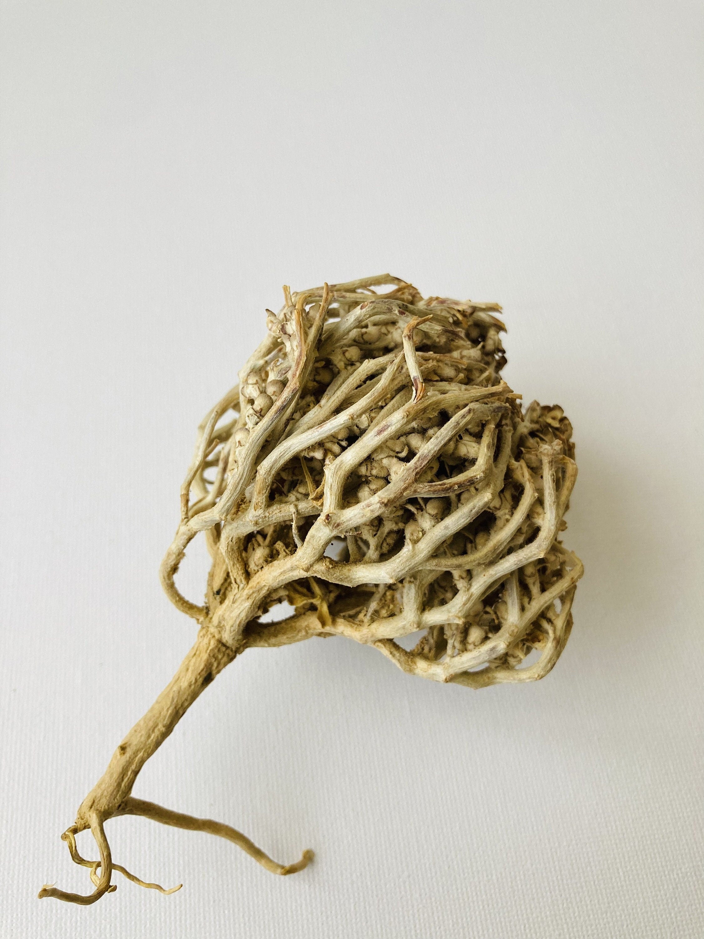 Rose of Jericho | Mariyam flower | Jericho Rose Resurrection Flower Jericho | Chajarat Mariyam Organic RAW Anastatic,Pregnancy.