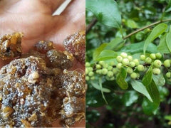 Indian Bdellium-Tree (Gugal/Guggul/Gugul) - Mukul Myrrh Tree | Medicinal Resin, Herbal Use Only| OGOC