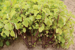 Ruveli Dried Stems - Coleus RAW Herb | Iruveli , Medicinal Herb, Herbal Use Only| OGOC