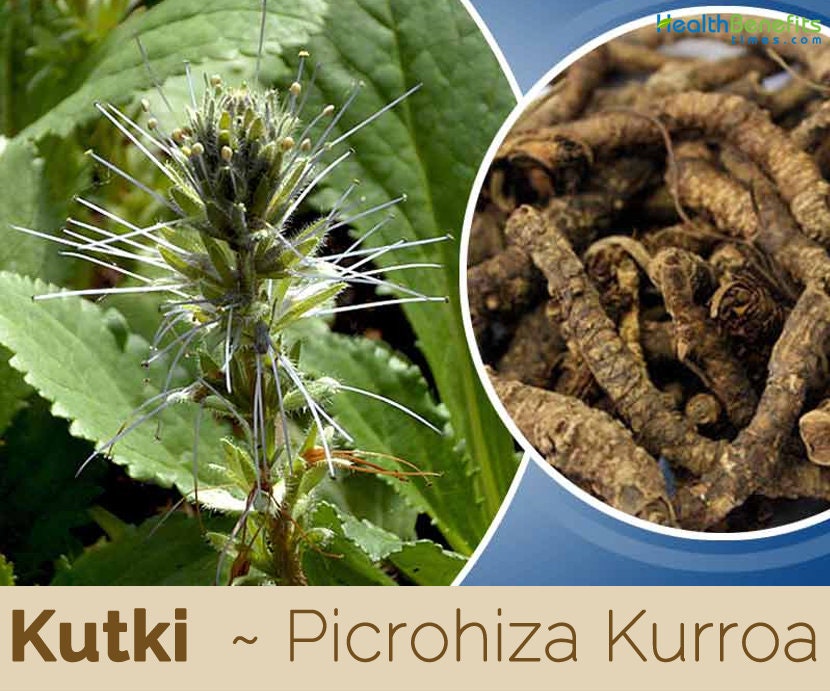 Picrorhiza Kurroa Root powder (Kadugurohini) | Raw Medicinal Herb | Kutki Root powder (Raw), Kutuka, Kadugurohini powder| OGOC