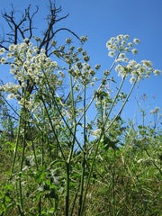 Dried Heracleum rigens Flowers - Chittelam dried flower | Herbal Use Only, Authentic and Natural"| OGOC