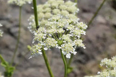 Dried Heracleum rigens Flowers - Chittelam dried flower | Herbal Use Only, Authentic and Natural"| OGOC