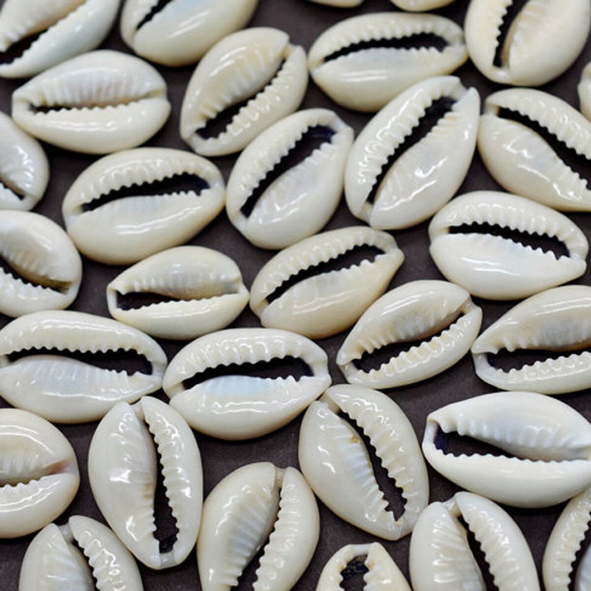 Cowrie Shell Kavidi | Cultural Adornment & Spiritual Symbol| OGOC