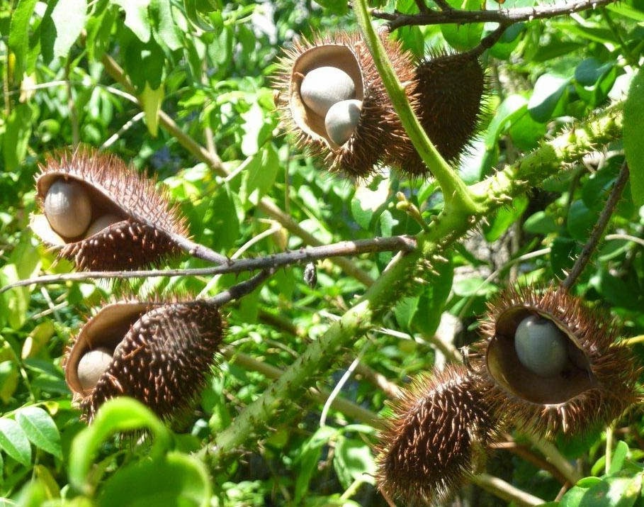 KALARCHIKAI Seeds | Fever Nut | Caesalpinia bonduc, Tradition & Wellness| OGOC