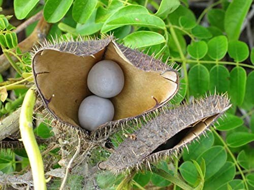 KALARCHIKAI Seeds | Fever Nut | Caesalpinia bonduc, Tradition & Wellness| OGOC