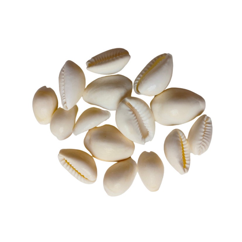 Cowrie Shell Kavidi | Cultural Adornment & Spiritual Symbol| OGOC