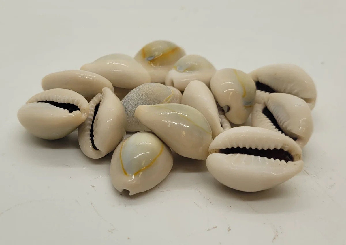 Cowrie Shell Kavidi | Cultural Adornment & Spiritual Symbol| OGOC