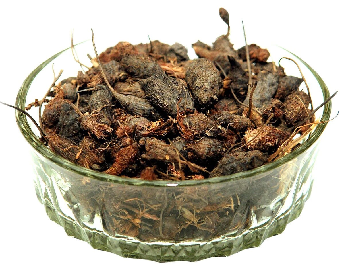 Mustaka (Nut Grass) - muthanga Organic Ayurvedic Herb for Wellness & Herbal Remedies"| OGOC