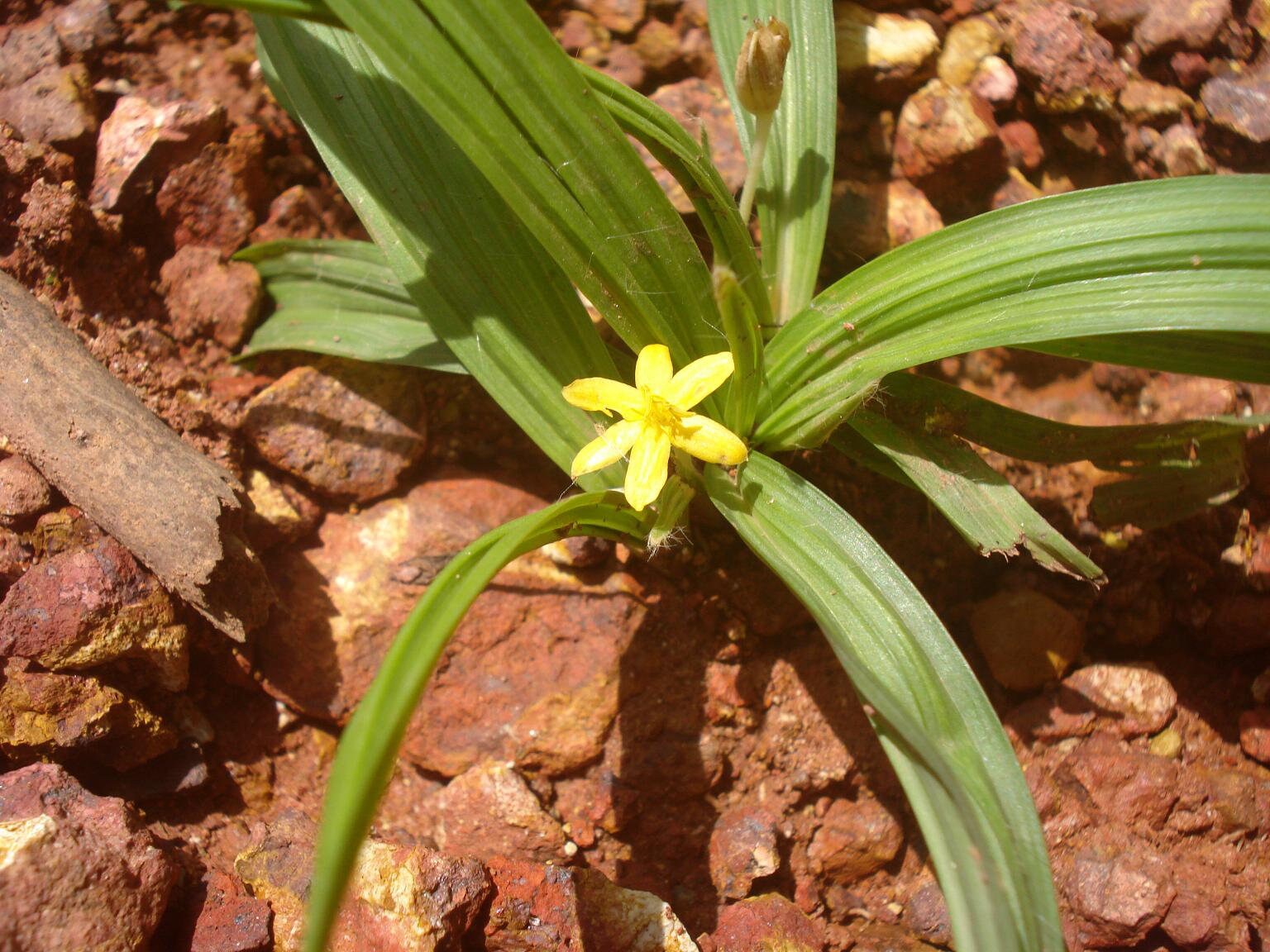 Curculigo Orchioides (Nilappana Powder) - Black Musli / Nilapanai Kilangu powder / Nelatadi / Kali Musli / Nelatenga / Nilappana / Talamuli