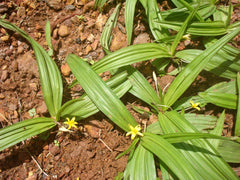 Curculigo Orchioides (Nilappana Powder) - Black Musli / Nilapanai Kilangu powder / Nelatadi / Kali Musli / Nelatenga / Nilappana / Talamuli