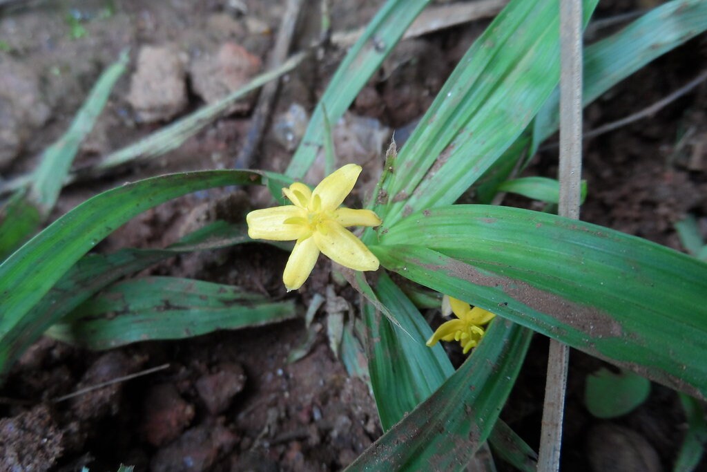 Curculigo Orchioides (Nilappana Powder) - Black Musli / Nilapanai Kilangu powder / Nelatadi / Kali Musli / Nelatenga / Nilappana / Talamuli