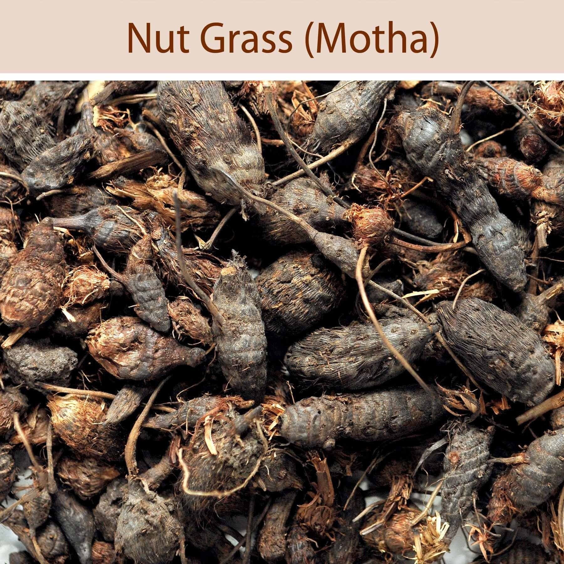 Mustaka (Nut Grass) - muthanga Organic Ayurvedic Herb for Wellness & Herbal Remedies"| OGOC