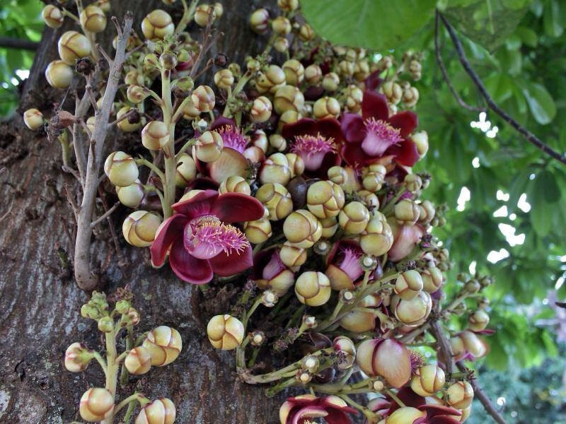 Dried Naaga Poov dried (Cannonball Tree Flower) - Exotic Botanical for Crafts & Aromatics| OGOC