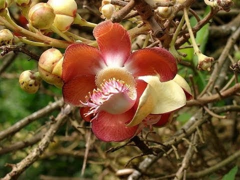 Dried Naaga Poov dried (Cannonball Tree Flower) - Exotic Botanical for Crafts & Aromatics| OGOC