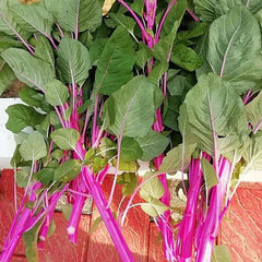 Organic Sundari Cheera Seeds - Amaranthus Spinach Seeds, Pink Spinach Seeds, Green Spinach, Leaf, Lal Saag, Cheera Seed, Vegetable Seeds