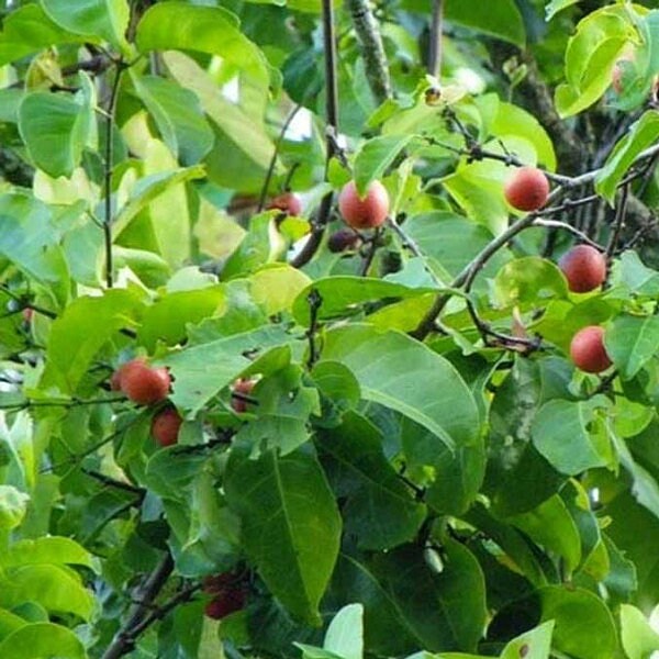 Ekanayakam Powder - Anukudu Cettu, Ponkoranti, Marking Nut Tree, Salacia Reticulata, Khas Powder| OGOC