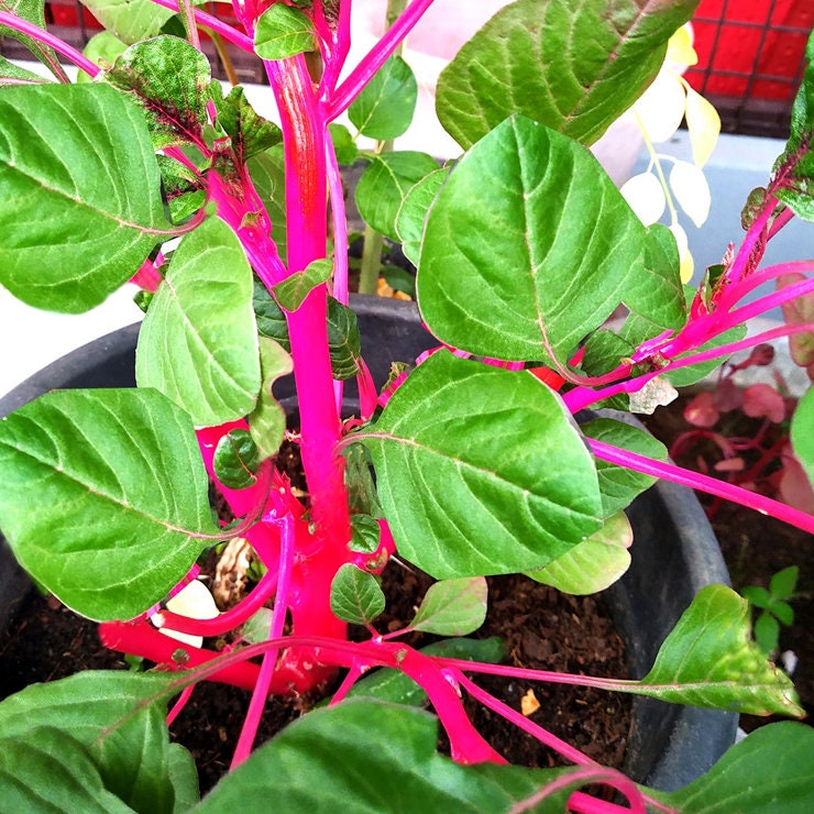 Organic Sundari Cheera Seeds - Amaranthus Spinach Seeds, Pink Spinach Seeds, Green Spinach, Leaf, Lal Saag, Cheera Seed, Vegetable Seeds