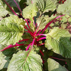 Organic Sundari Cheera Seeds - Amaranthus Spinach Seeds, Pink Spinach Seeds, Green Spinach, Leaf, Lal Saag, Cheera Seed, Vegetable Seeds