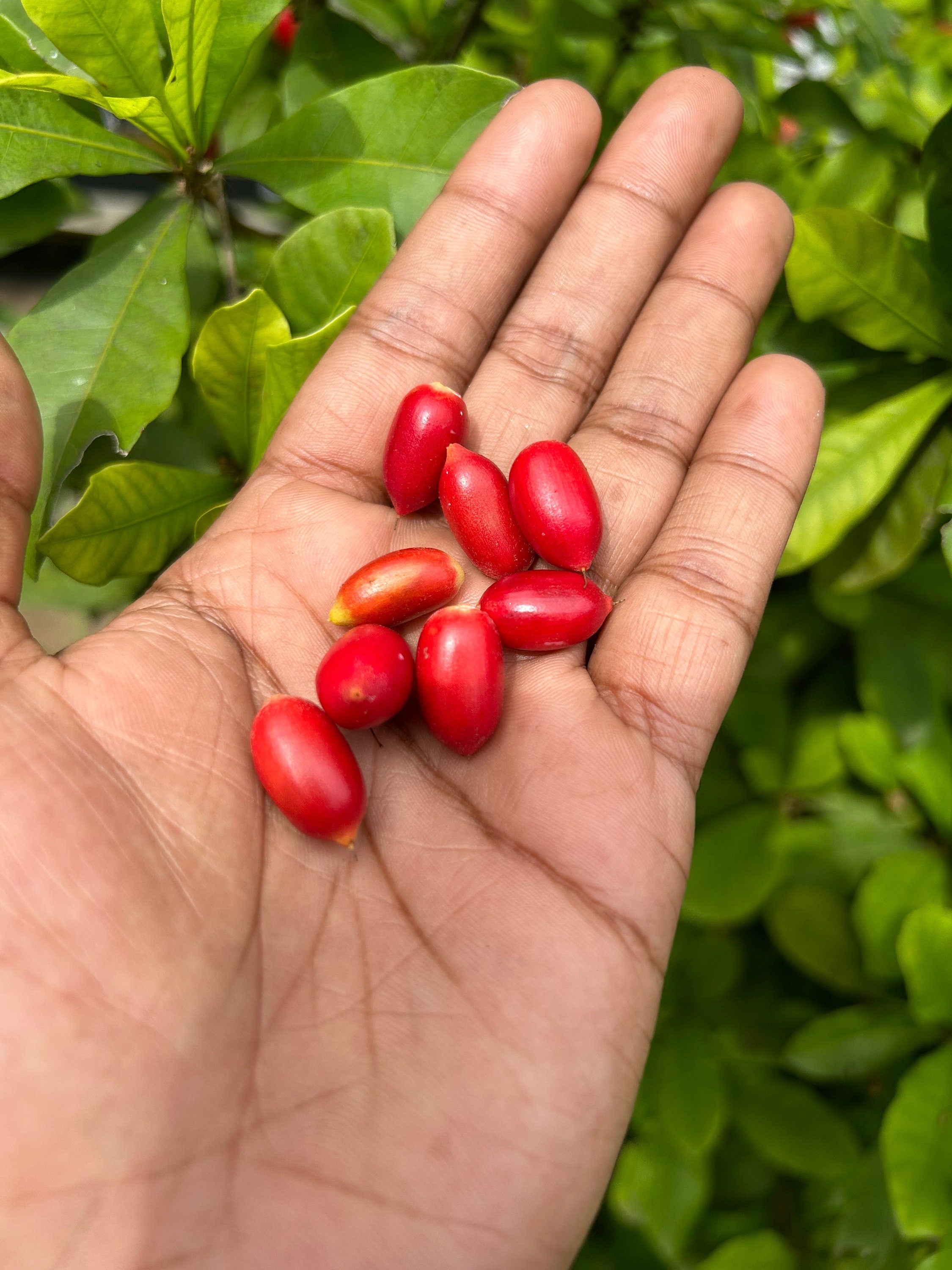 miracle berry plant seeds Miracle Fruit Seeds (Synsepalum dulcificum) Miracle Berry Agbayun Tast – GodsowncountryIN Aroma Spices and more