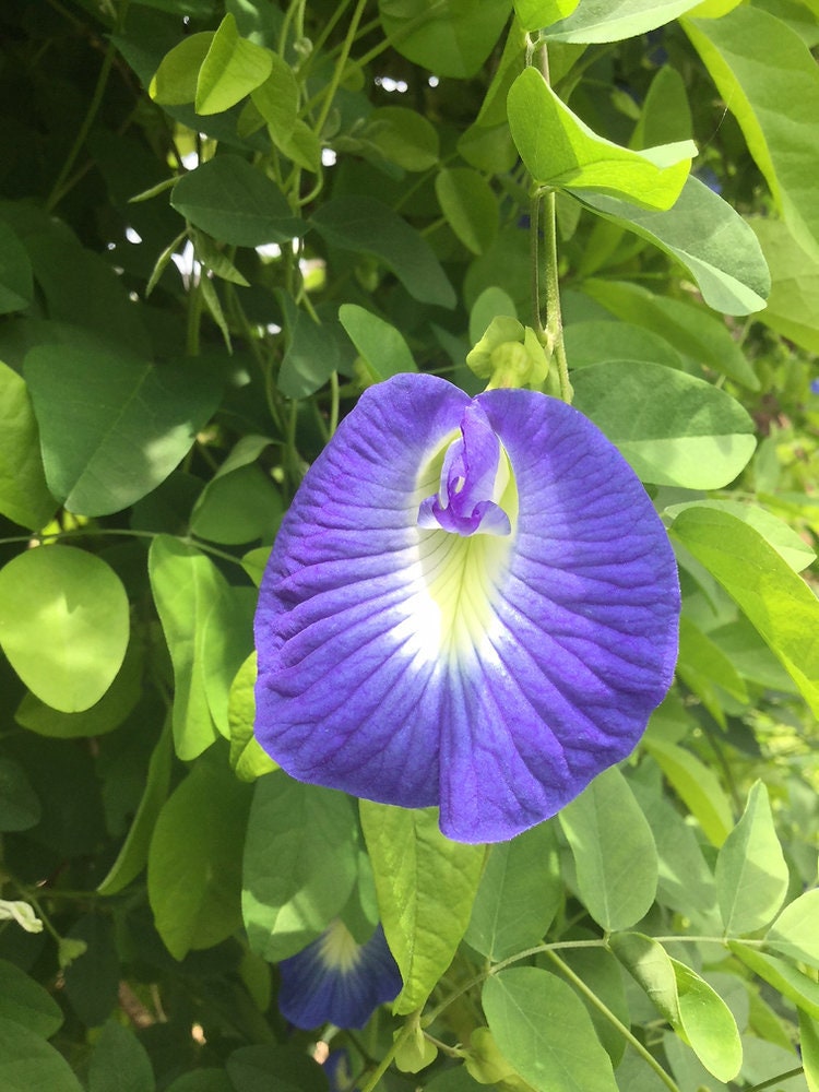 Clitoria Ternatea Seeds - Blue Butterfly Pea Flower for Home Gardening| OGOC