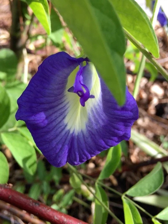 Clitoria Ternatea Seeds - Blue Butterfly Pea Flower for Home Gardening| OGOC