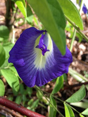 Clitoria Ternatea Seeds - Blue Butterfly Pea Flower for Home Gardening| OGOC