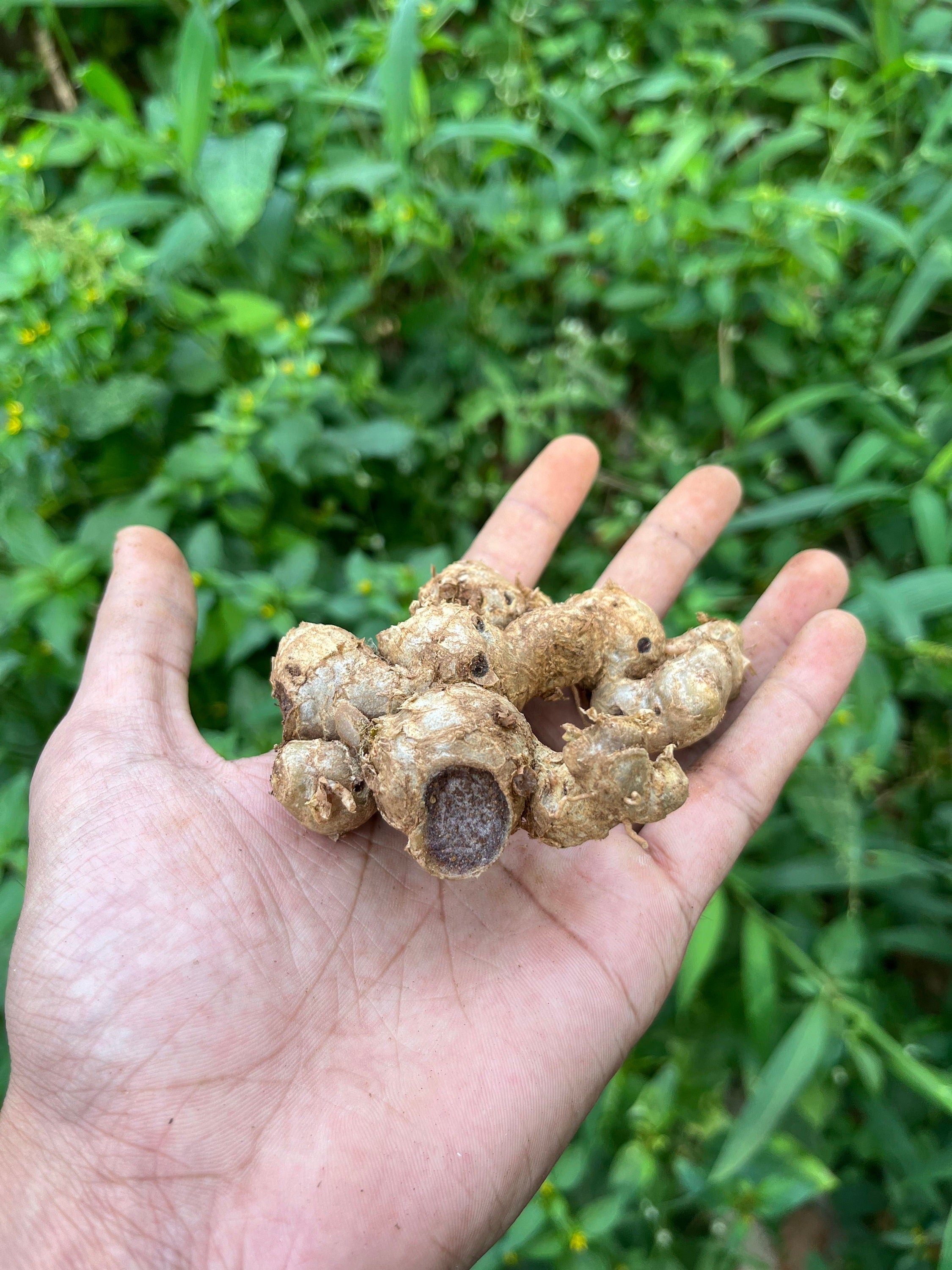 Fresh Organic Black Ginger: Exquisite Flavor and Aroma, exotic spice, floral taste to dishes| OGOC