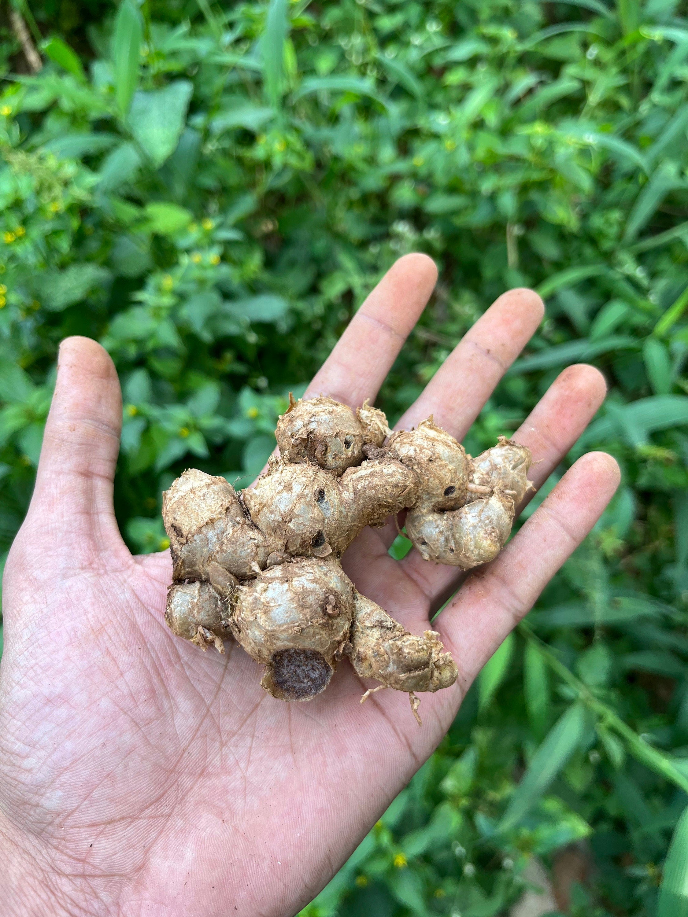 Fresh Organic Black Ginger: Exquisite Flavor and Aroma, exotic spice, floral taste to dishes| OGOC