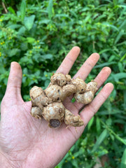 Fresh Organic Black Ginger: Exquisite Flavor and Aroma, exotic spice, floral taste to dishes| OGOC