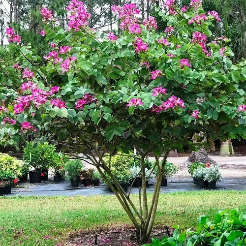 Bauhinia Purpurea Seeds - RARE Purple Orchid Tree Seeds for Gardeners & Botany Enthusiasts| OGOC