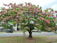 Cassia Javanica Tree Seeds - Pink Shower Tree Seeds for Tropical Gardens & Landscapes| OGOC