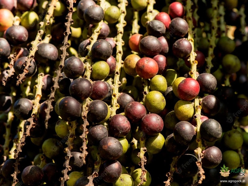 Corypha Umbraculifera Tree Seeds - EX RARE Talipot Palm Seeds for Exotic Gardens & Landscapes| OGOC