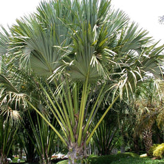 Corypha Umbraculifera Tree Seeds - EX RARE Talipot Palm Seeds for Exotic Gardens & Landscapes| OGOC