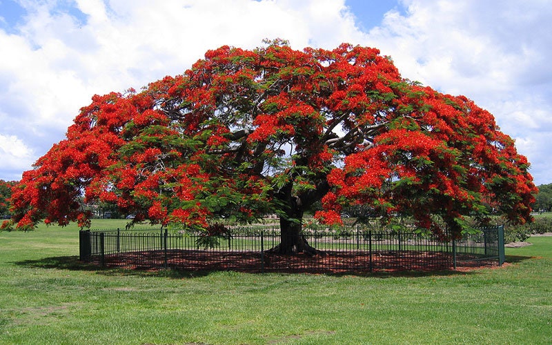 Delonix Regia Tree Seeds - RARE Royal Poinciana Seeds for Tropical Gardens & Landscapes| OGOC