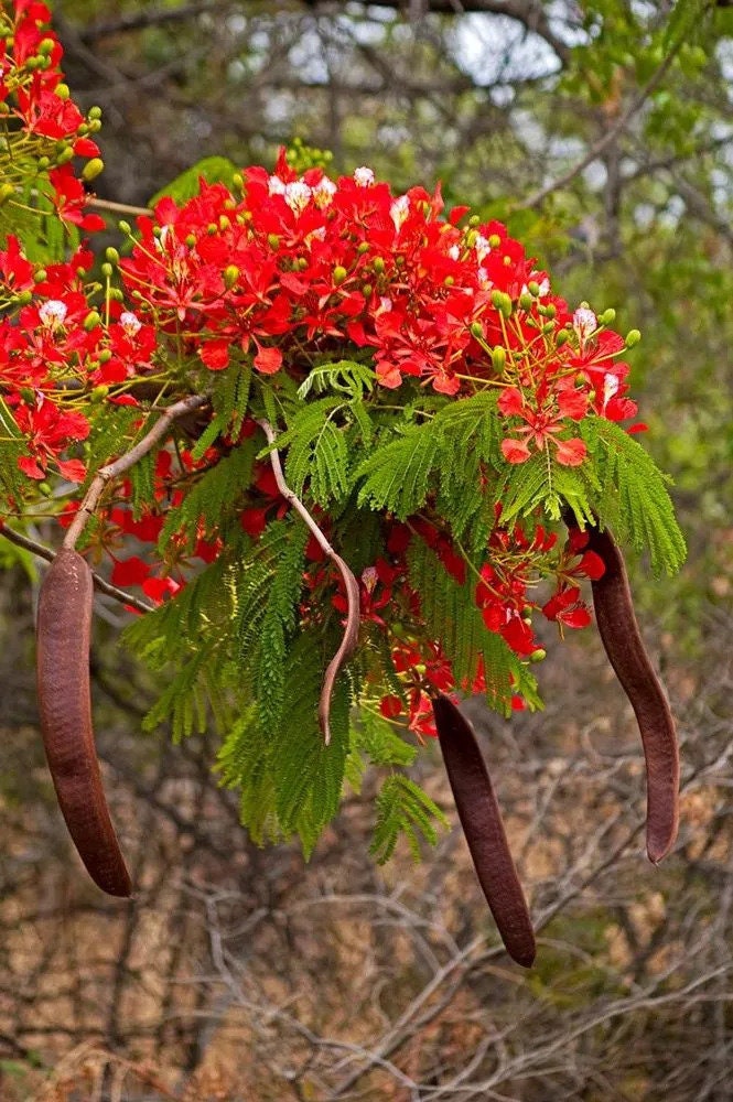 Delonix Regia Tree Seeds - RARE Royal Poinciana Seeds for Tropical Gardens & Landscapes| OGOC