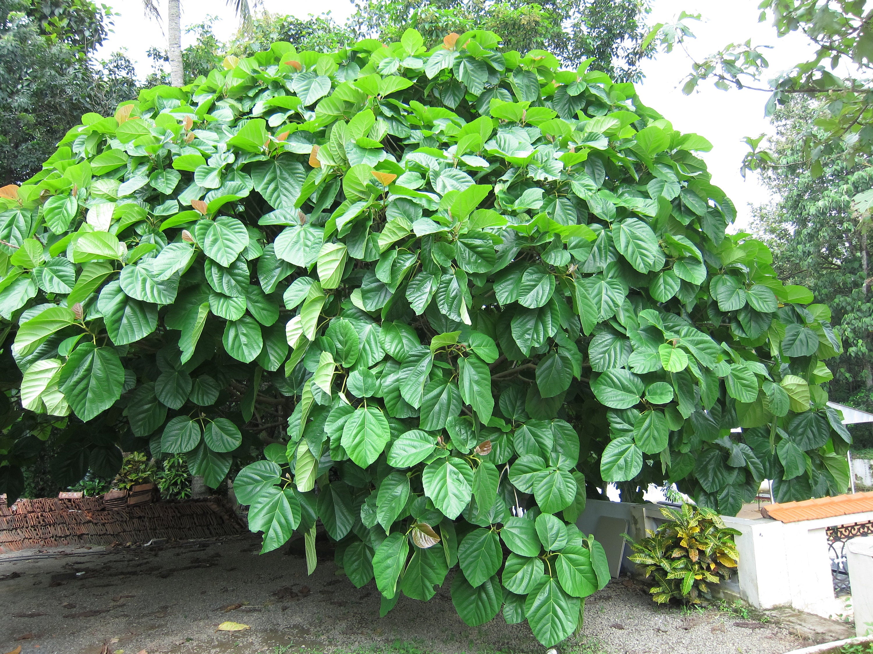 Enterolobium Cyclocarpum Tree Seeds - RARE Elephant Ear Seeds for Tropical Gardens & Landscapes| OGOC