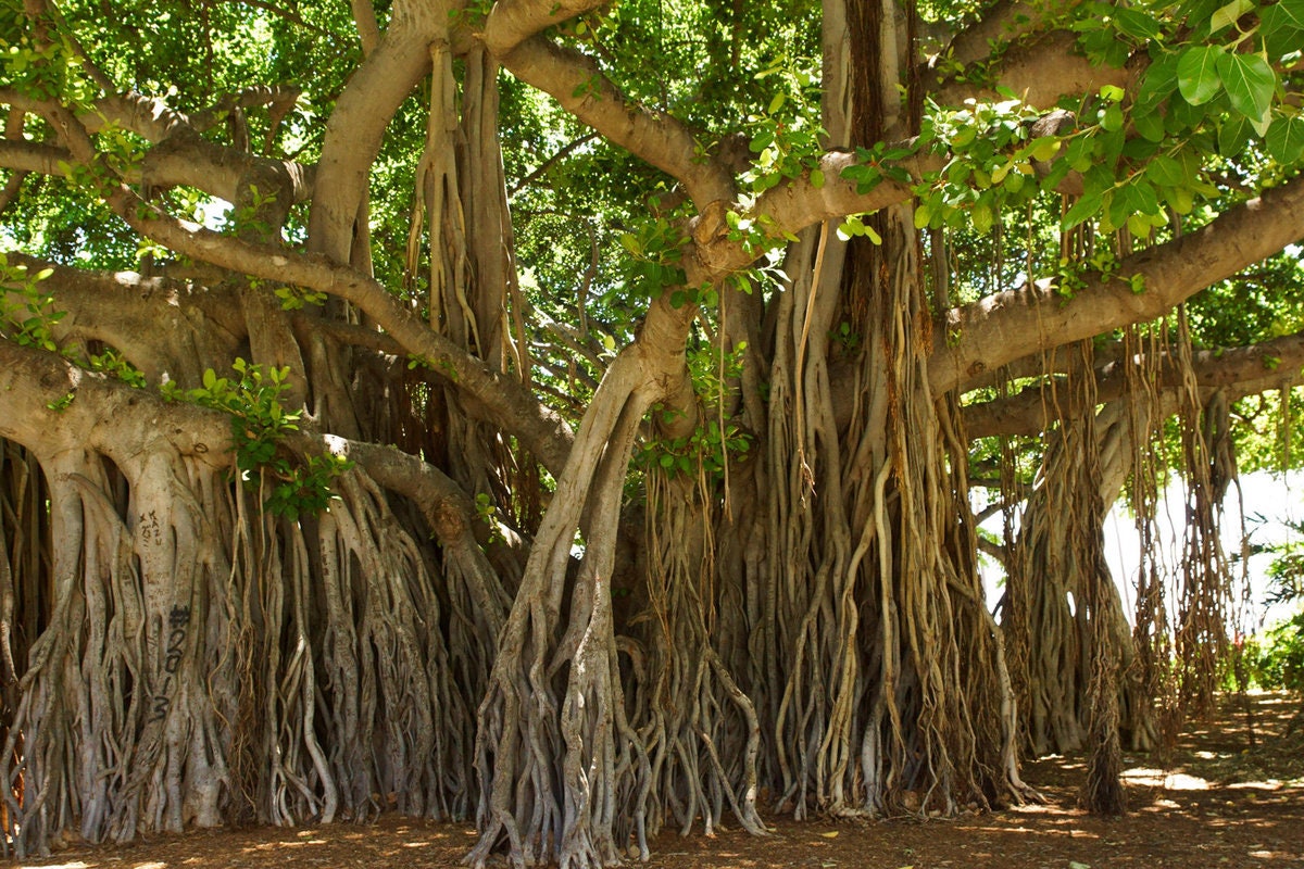 Ficus Religiosa Seeds - Rare Sacred Fig Seeds for Meditation Gardens & Spiritual Growth| OGOC