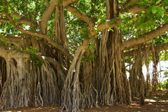 Ficus Religiosa Seeds - Rare Sacred Fig Seeds for Meditation Gardens & Spiritual Growth| OGOC