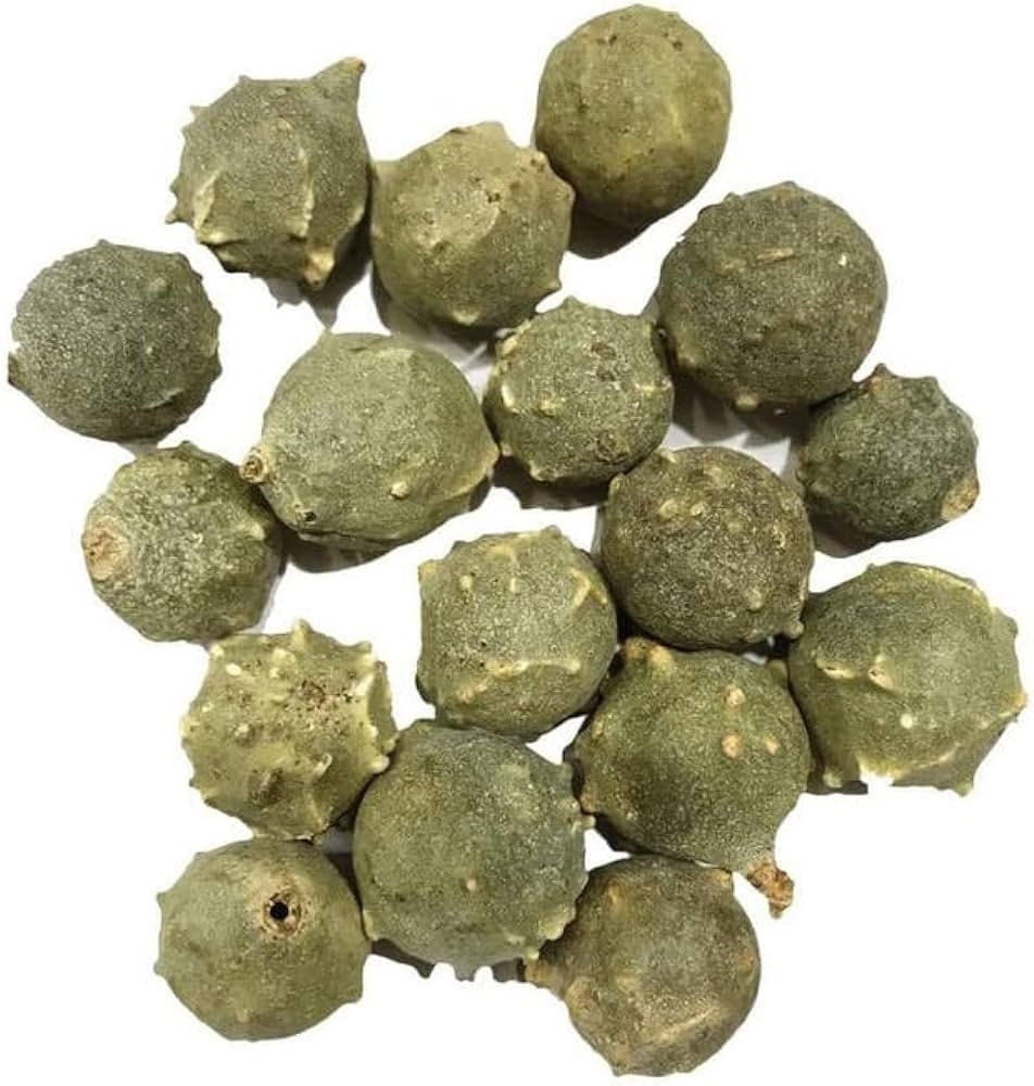 Masikkai Oak Gall Seeds - Quercus Infectoria Seeds for Natural Remedies & Crafts| OGOC